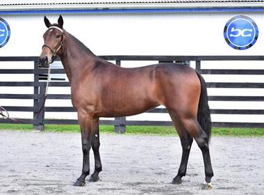 Unity Blue Chip war der Top-Seller an Tag 3 (Foto: Blue Chip Farms/Twitter)