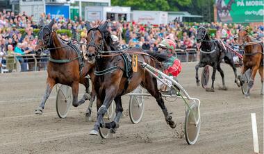 Festival of Speed machte Jürgen Hanke zum dänischen Züchterchampion 2021 (Foto: danskhv.dk)