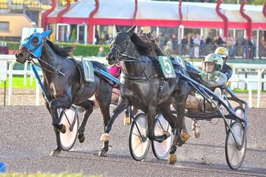 Ebano d'Arc im Gran Premio ANACT (Hengste) - Foto: equos.it Ebano d'Arc im Gran Premio ANACT (Hengste) - Foto: equos.it