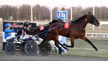 Heathcliff rundet als V85-Zweiter die Sensationssaison Karin Walter-Mommert ab (Foto: Travronden)