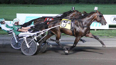 Ambassador Hanover bereit für das Hambo (Foto: harnesslink.com) Ambassador Hanover bereit für das Hambo (Foto: harnesslink.com)