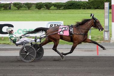 (Foto: harnesslink.com) (Foto: harnesslink.com)