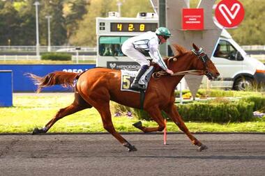 Dimo d’Occagnes im Prix Cornélia (Foto: canalturf.com) Dimo d’Occagnes im Prix Cornélia (Foto: canalturf.com)