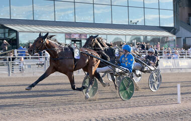 Knoxville für KWM in der Margaretas Tidiga Unghästserie (Foto: ATG) Knoxville für KWM in der Margaretas Tidiga Unghästserie (Foto: ATG)