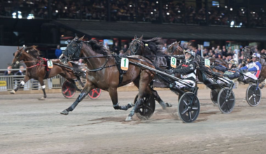 Bicc's Tobee im Margareta Wallenius-Klebergs Pokal (Foto: Travronden) Bicc's Tobee im Margareta Wallenius-Klebergs Pokal (Foto: Travronden)