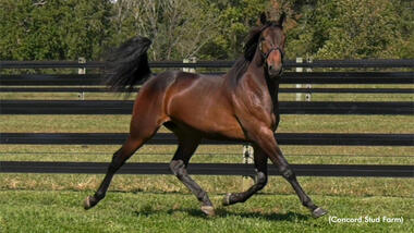 750.000 $ kostete Atlanta-Bruder In Italian (Foto: standardbredcanada.ca)
