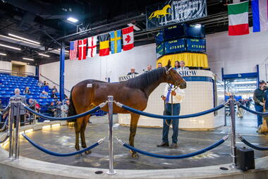475.000 $ für Unicorn Blue Chip (Foto: harnessracingupdate.com) 475.000 $ für Unicorn Blue Chip (Foto: harnessracingupdate.com)