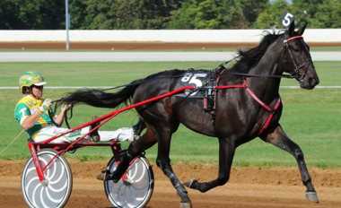 Walner & Co. brauchen ein neues Zuhause (Foto: TR BILD)