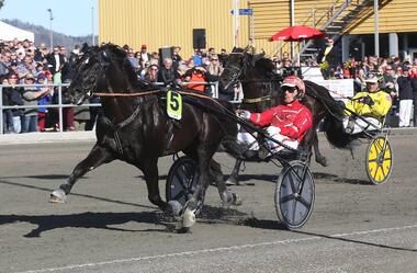 Bereit für Solvalla: Odd Herakles (Foto: ta.no) Bereit für Solvalla: Odd Herakles (Foto: ta.no)