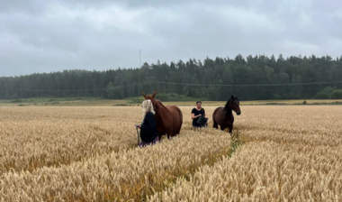 Die beiden Jährlinge hatten sich in einem benachbarten Weizenfeld "versteckt"