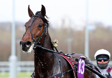 Just A Gigolo nach dem Critérium des Jeunes (Foto: letrot.com) Just A Gigolo nach dem Critérium des Jeunes (Foto: letrot.com)