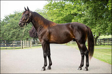 Amerikas neuer Top-Stallion: Walner (Foto: ustrotting.com) Amerikas neuer Top-Stallion: Walner (Foto: ustrotting.com)