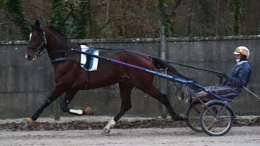 Jushua Tree in der Morgenarbeit in Grobois (Foto: letrot.com) Jushua Tree in der Morgenarbeit in Grobois (Foto: letrot.com)