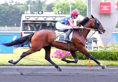 Hatchet Man im Prix Victor Cavey (Foto: letrot.com) Hatchet Man im Prix Victor Cavey (Foto: letrot.com)