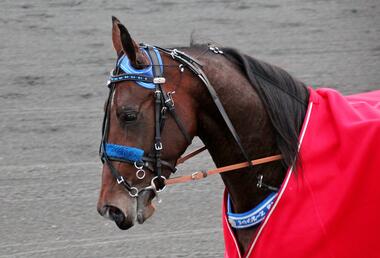 Staccato HL (Foto: Dennis Kraum)