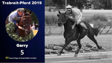 10.2019 Trabreitpferd 10.2019 Trabreitpferd