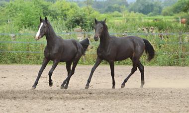 66381861_2370823553024611_955941849007128576_n_large 66381861_2370823553024611_955941849007128576_n_large