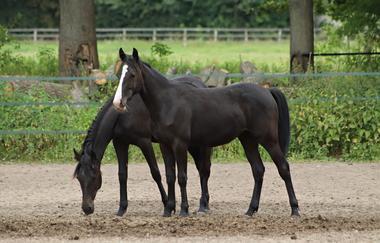 66385566_1065704090286305_1003520143797518336_n_large 66385566_1065704090286305_1003520143797518336_n_large