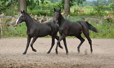 66630448_338489303742218_6624409703101235200_n_large 66630448_338489303742218_6624409703101235200_n_large