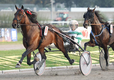 BC 2017 Mister F Daag