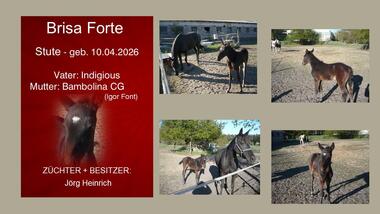 Brisa Forte - Indigious