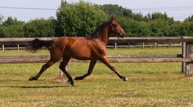 C'est bien als Jährling