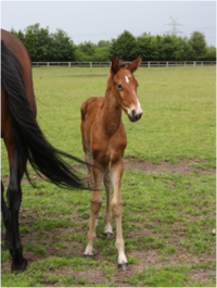 Cash Hanover als Fohlen