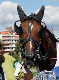 Classic Connection Classic Connection