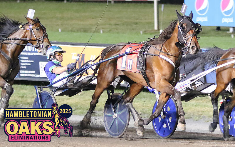 Conversano Oaks 3 VL