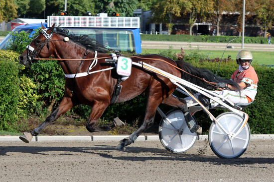 Derby Straight Flush Derby Straight Flush