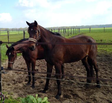 Elaine Boshoeve und Early Boshoeve