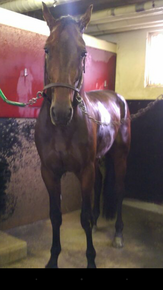 Fiobano nach dem Rennen