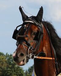 Flying Fortuna Flying Fortuna