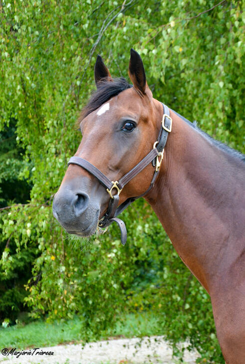 Friendly_Bourbon Friendly_Bourbon