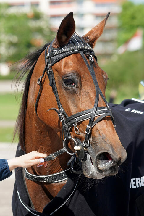 Helina Foto Marius Schwarz