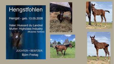 Henhstfohlen- Hussard du Landret
