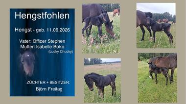 Henhstfohlen- Officer Stephan