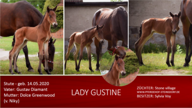 Lady-Gustine