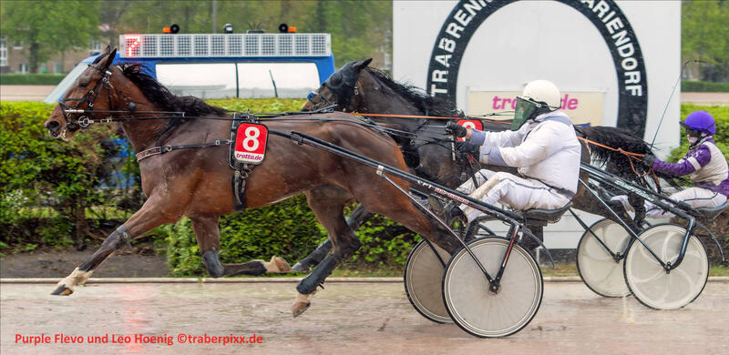 Leo Hoenig und Purple Flevo