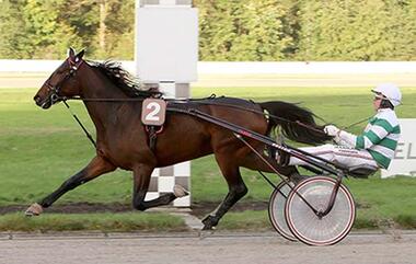 Mister F Daag ist der Winterfavorit 2017