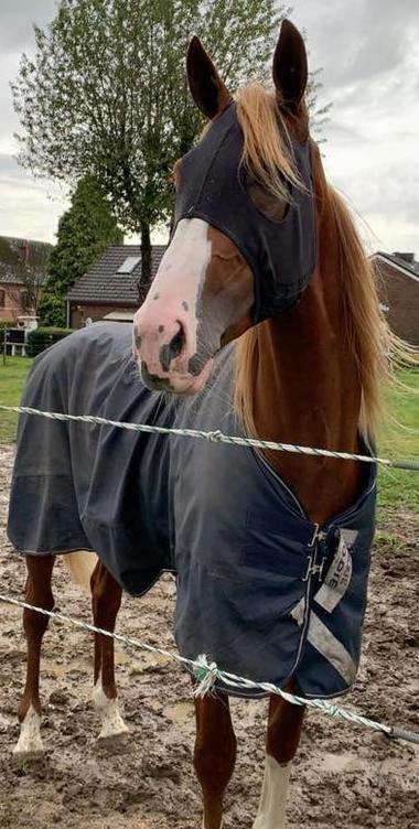 Norton-Belgien_large_large Norton-Belgien_large_large