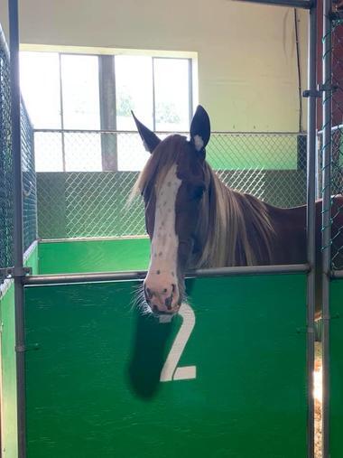 Norton-Quaranta-ne_large Norton-Quaranta-ne_large