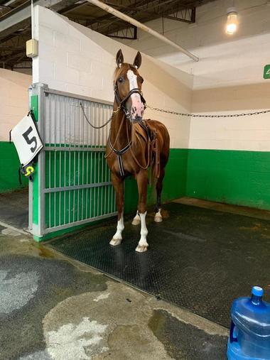 Norton-Waschbox_large Norton-Waschbox_large