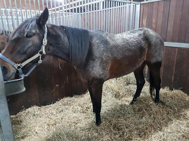 Popeye Diamant im heimischen Stall