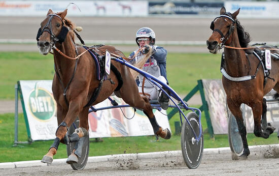 Robbin Bot und Nada más Foto Marius Schwarz Robbin Bot und Nada más Foto Marius Schwarz