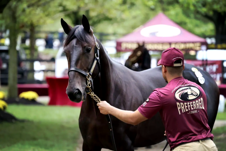 Screenshot 2024-10-05 at 11-07-58 Lexington sale concludes with second-best gross and average in history - Harness Racing Update