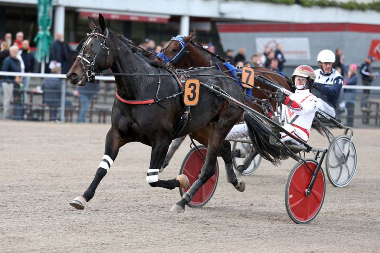 Screenshot 2025-11-02 at 11-45-25 Dennis der Star - Hamburger Trab-Zentrum e.V