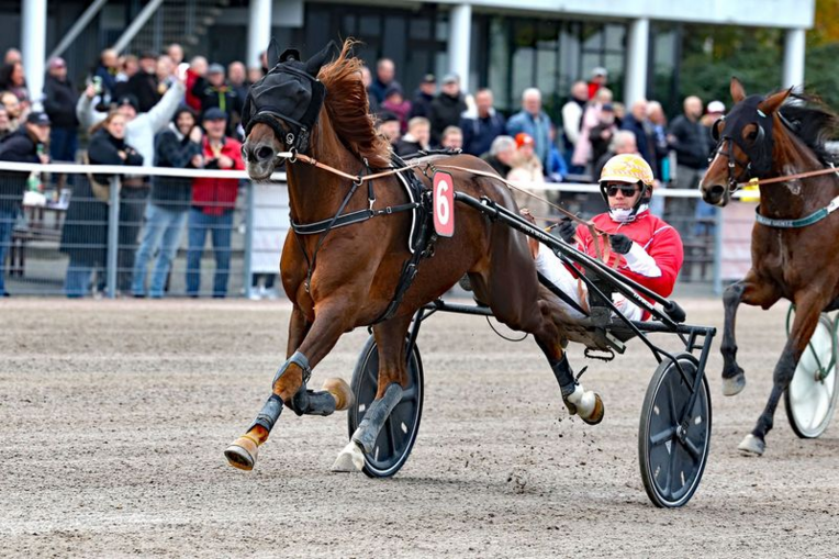 Screenshot 2025-11-02 at 11-45-35 Dennis der Star - Hamburger Trab-Zentrum e.V