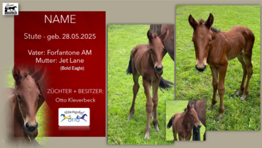 Stute v. Forfantone AM - Jet Lane