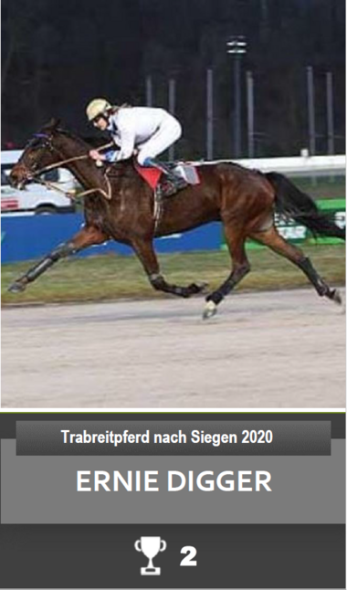 Trabreit-Pferd 1 Trabreit-Pferd 1